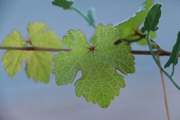 grape leaves on a branch