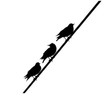 Starlings Birds On Wire, Silhouette