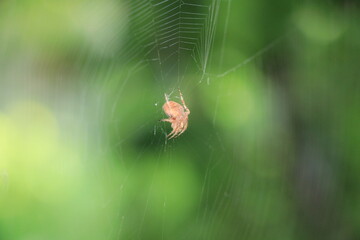 spider on the web