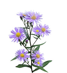 Lovely Aster 