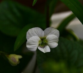 Canvas Print - close up of a white flower