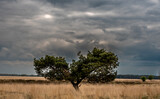 Fototapeta  - A lonely tree against the backdrop of the dark, cloudy sky