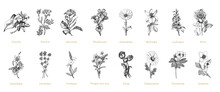 Officinalis Plants Sketches In Vector, Herbs Set.