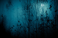 A Full Moon Through The Night Forest Trees Branches In Cold Blue Tones. Halloween Backdrop.