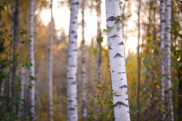 Poster - Colorful Swedish birch forest in autumn