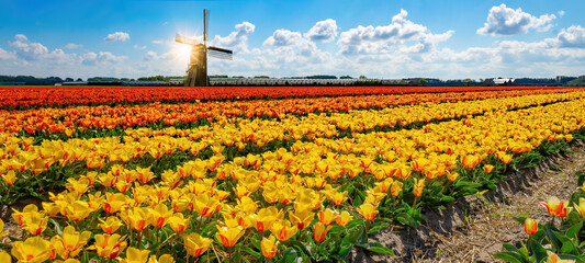 Wall Mural - Panorama of landscape with blooming colorful tulip field, traditional dutch windmill and blue cloudy sky in Netherlands Holland , Europe - Tulips flowers background panoramic banner