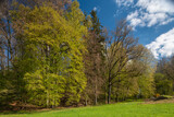 Fototapeta Natura - Laubwald im Frühjahr bei Sonnenschein