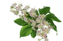 Horse-chestnut (Aesculus Hippocastanum, Conker Tree) Flowers And Leaf Isolated On White  