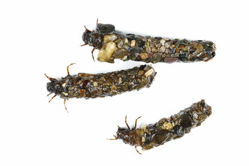 Caddisflies, aquatic larvae isolated on white