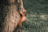 Fototapeta Las - Photo of a squirrel in a green forest