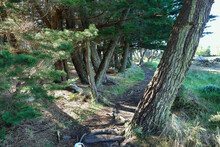 Romantic Nature Path Under Trees