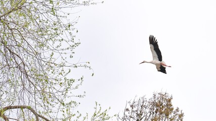 Wall Mural - Stork with open wings flying near the branches of a tree during a cloudy day