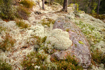 Poster - Trollegata gorge lichen in Småland in autumn mist