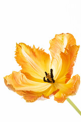 Wall Mural - orange tulip on the white