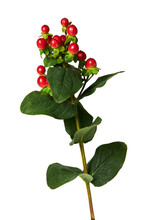 The Branch Of Hypericum Berries (Hypericum Magical Triumph, Tutsan) Isolated On White Background.