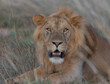 lion picture; big male lion in the wild; lion side view; male lion looking; maneless lion; lion with mane; wild lion; Male lion from Murchison National Park, Uganda
