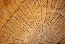 The Structure Of A Cherry Log Close-up. Wooden Background.
