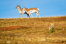 Pronghorns With Young Coyote