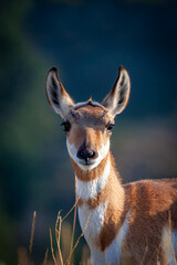 Wall Mural - Young Pronghorn Antelope Portrait