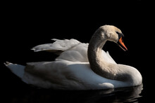 A White Swan Swims On Dark Water Against A Dark Background