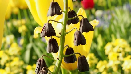 Wall Mural - Multicolored tulips. Tulips of different colors. Flowerbed of tulips