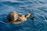 Fototapeta  - Olive ridley sea turtles or Lepidochelys olivacea performs mating ritual
