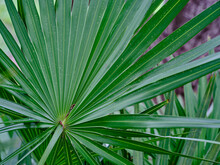 Green Tropical Plants In A Florida Garden

