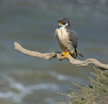 Peregrine Falcons In The Wild, Perched And Preening On A Cliff Over The Pacific Ocean