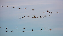 Large Flock Of Cranes Flying In Blue Spring Sky. Bird Migration Time..