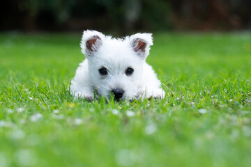 Westie baby dog puppy on grass in garden with copyspace