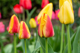 Fototapeta Tulipany - close up macro of a yellow and red tulip 