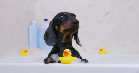 Wall Mural - Dog sitting in bathtub against the background of yellow ducks, one lies between the paws. Dachshund covered in soapy foam licks with pleasure and looks around