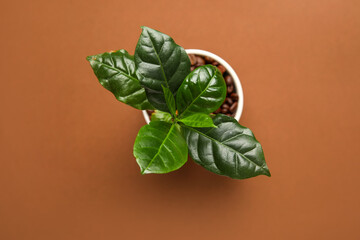 Wall Mural - Coffee tree in cup on color background