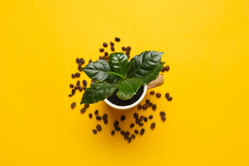 Wall Mural - Young coffee tree and beans on color background