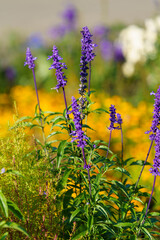 Wall Mural - Floral background with purple flowers in the flower bed