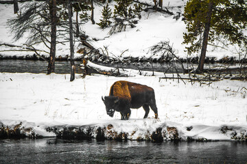 Wall Mural - Yellowstone National Park in Winter