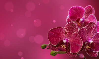 Wall Mural - Floral design with orchids. Copy space