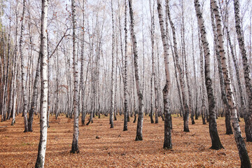 Wall Mural - Birch forest