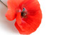 red poppy flower background banner 