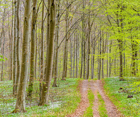 Spring in Danish Forest