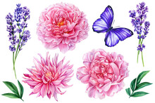 Set Flowers, Botanical Painting. Peony, Lavender And Butterfly