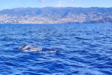 A Group Of Dolphins Jumping From The Waves Of The Atlantic Ocean, In The Island Of Madeira