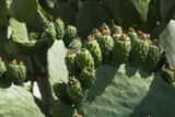 Fototapeta Tęcza - Close up image of prickly pear cactus in the sunlight