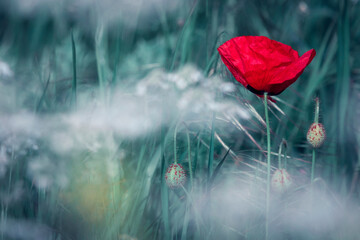 field of bright red poppy flowers in summer