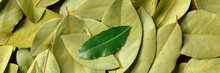 Green Bay Leaf Panorama On A Background Of Dried Laurel Leaves, Shot From The Top, A Culinary Flat Lay Panoramic Banner