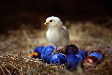 Wall Mural - Easter baby chicken