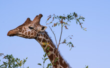 Head Detail Of A Giraffe In Profile  With Dark Eye On The Background Of Blue Sky And Bushes