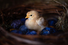 Easter Baby Chicken