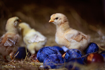 Wall Mural - Easter baby chicken