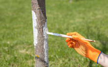 Whitewashing Trees In The Garden. A Girl In Orange Gloves Paints A Tree With A Brush.